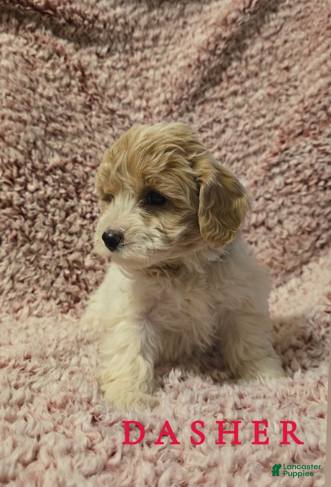 Bichpoo dogs for sale: Bichpoo Puppy 3 - Ad 1