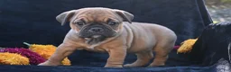 Mixed Breed dogs for sale: Darla - Ad 3
