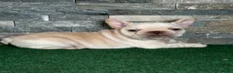 French Bulldog dogs for sale: Mercedes - Ad 2