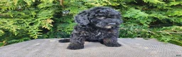 Mini Bernedoodle dogs for sale: Willow - Ad 5