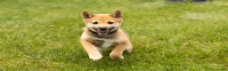 Shiba Inu dogs for sale: Jasper  - Ad 2