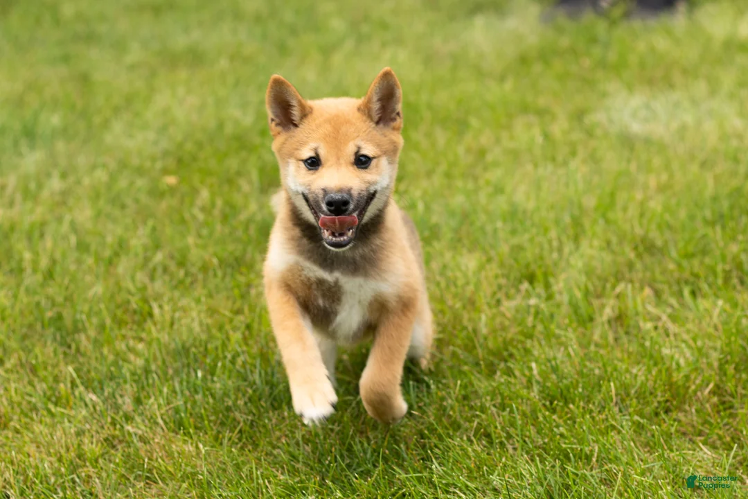 Shiba Inu dogs for sale: Jasper  - Ad 2