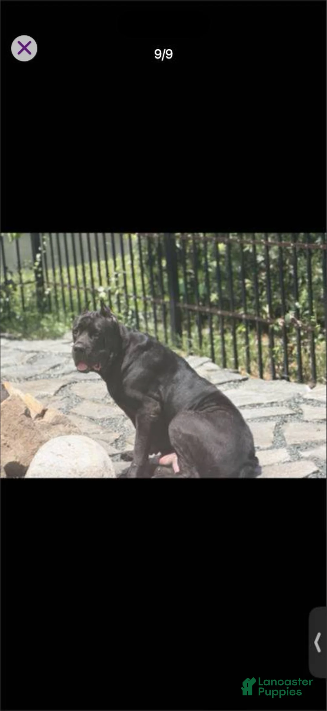 Cane Corso dogs for sale: Cane Corso 3 - Ad 2