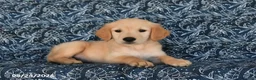 Golden Retriever dogs for sale: Quintin - Ad 4