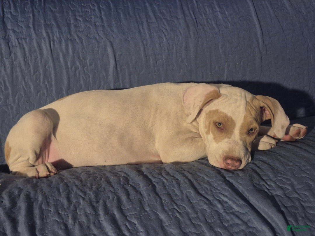 American Pit Bull Terrier dogs for sale: Peaches  - Ad 2