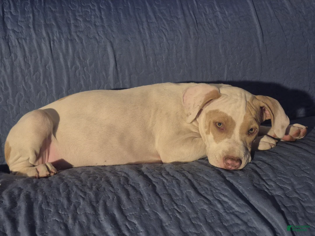 American Pit Bull Terrier dogs for sale: Peaches  - Ad 2