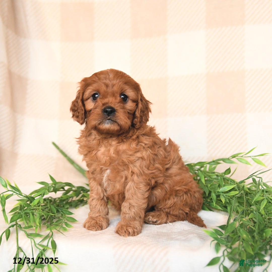 Cavapoo dogs for sale: Casey - Ad 4