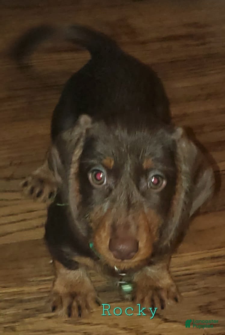 Dachshund dogs Rockin Robin - Ad 1