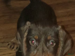 Dachshund dogs Rockin Robin - Ad 1