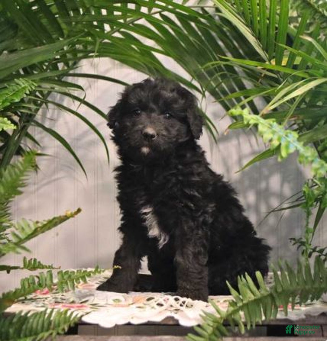 Gallery Image {{count}}