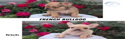 French Bulldog dogs for sale: Xander - Ad 10