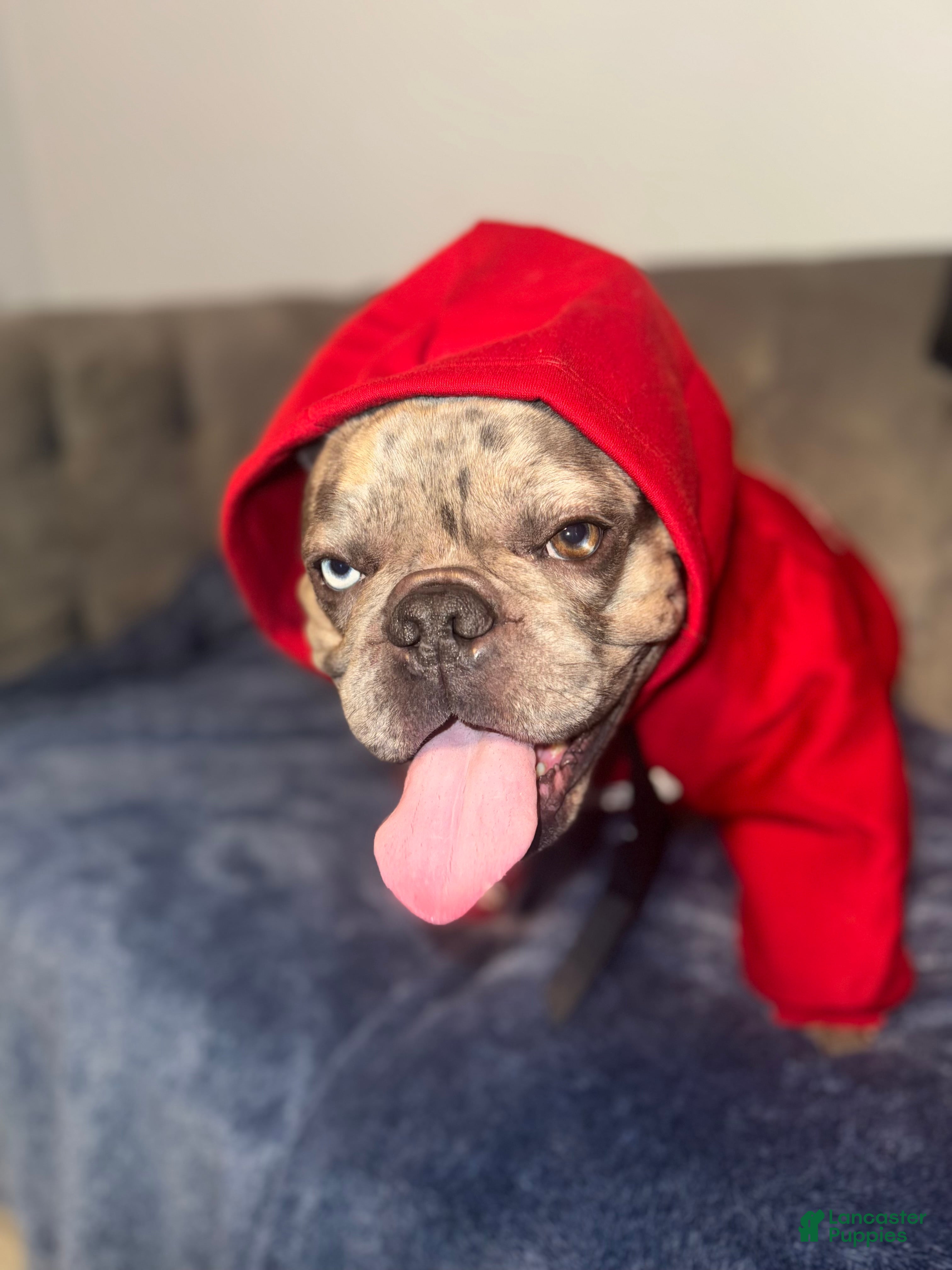 French Bulldog dogs Seven banks - Ad 8