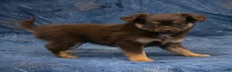 Chihuahua dogs for sale: Hailey - Ad 9