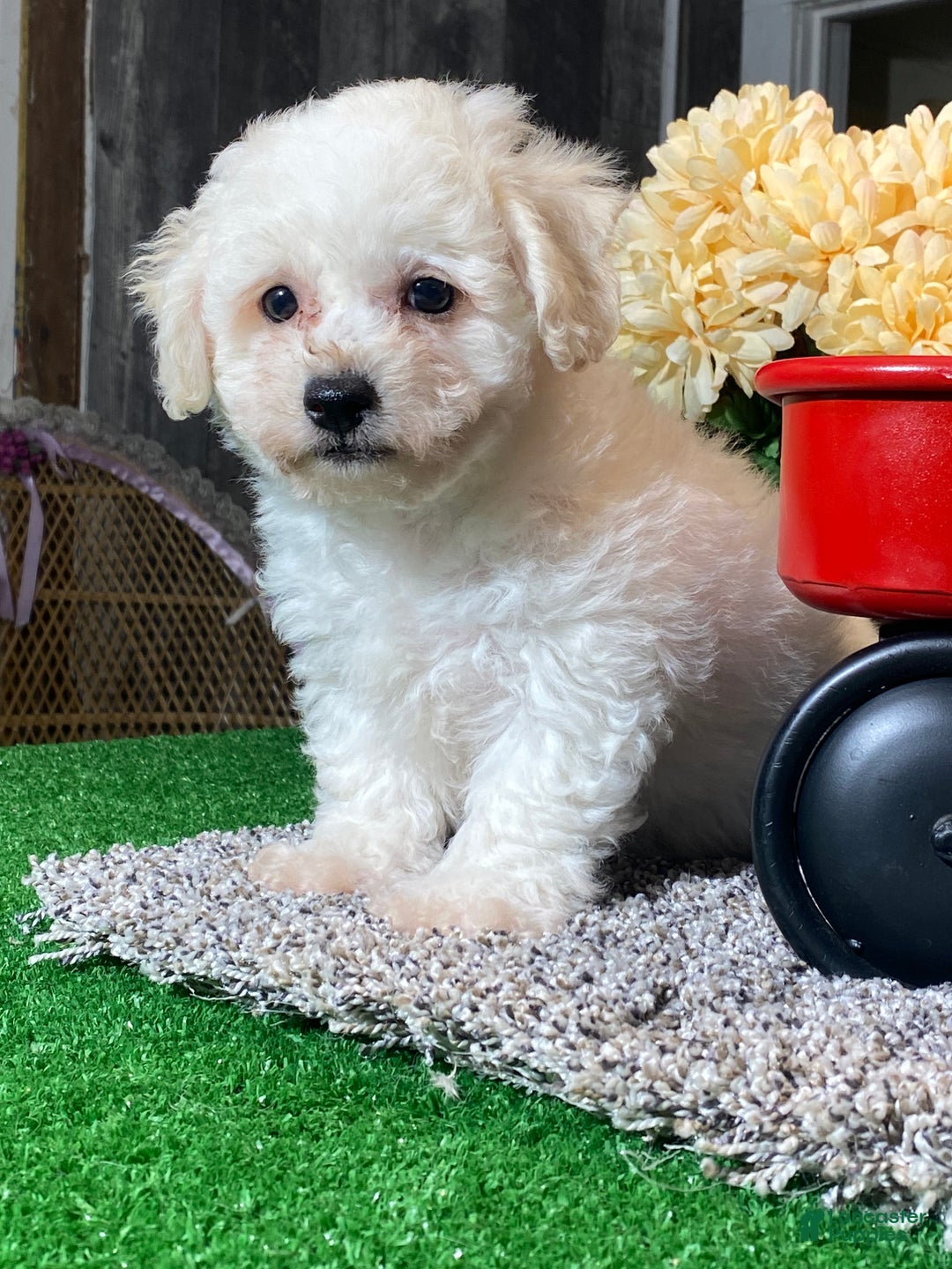 Bichon Frise dogs for sale: Blaine  - Ad 4