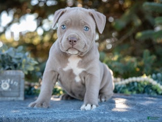 American Bully dogs - Ad 7