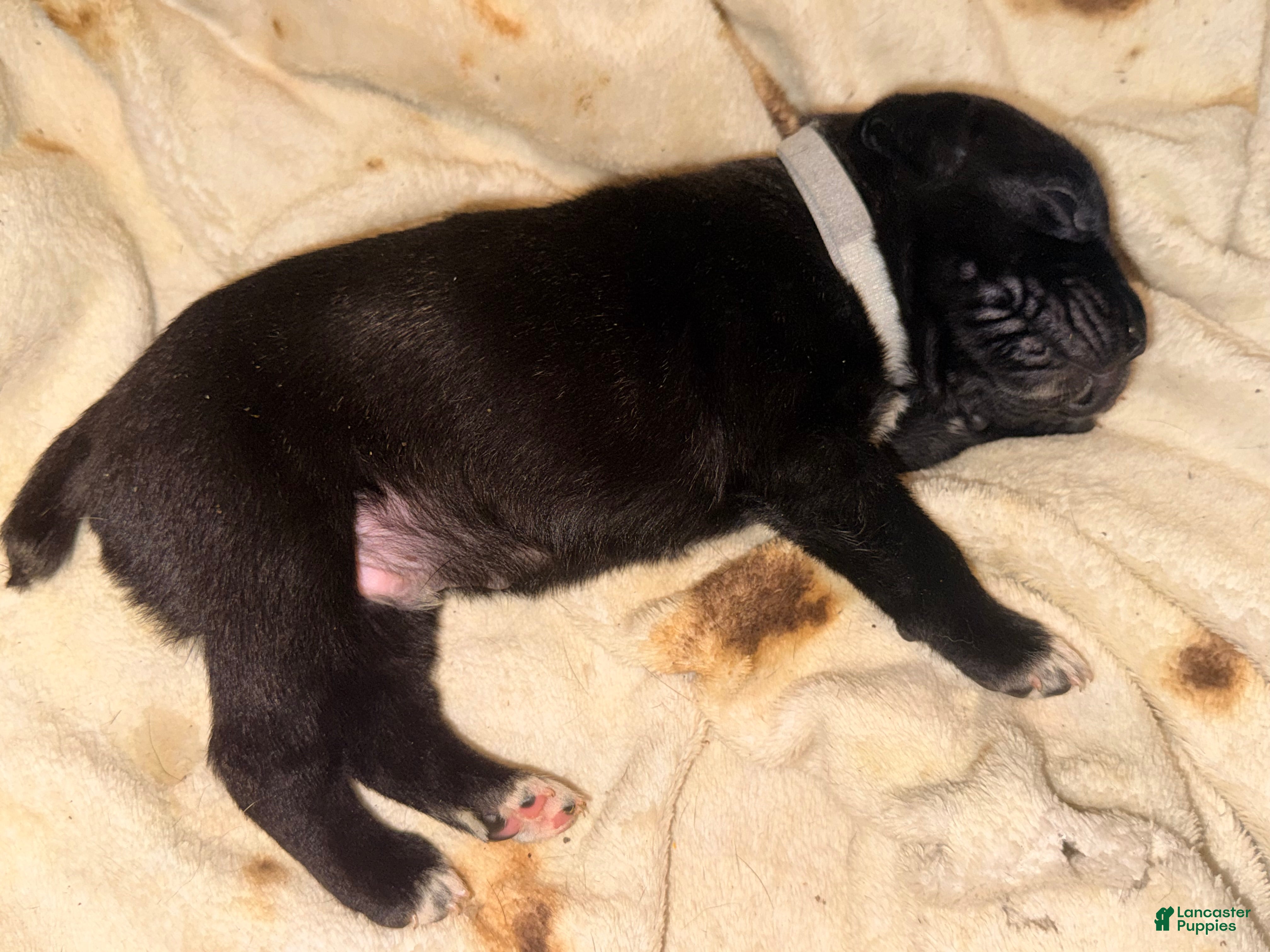 Cane Corso dogs Sam AKC grey collar - Ad 5