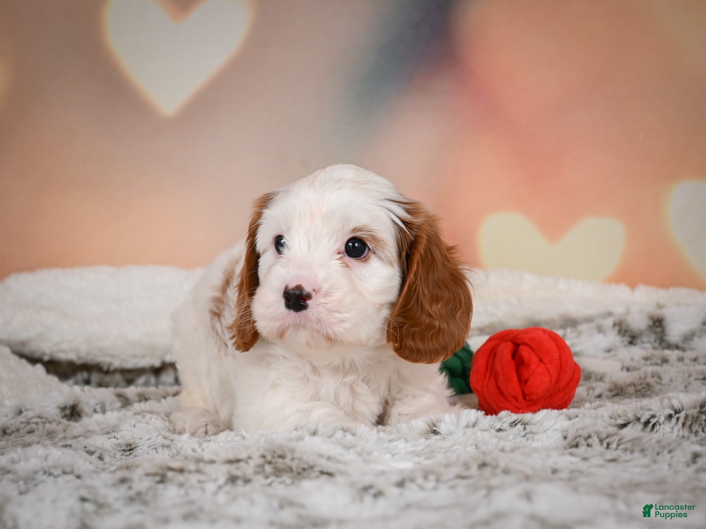 Cavapoo dogs for sale: CHARLIE - Ad 1