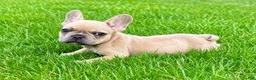 French Bulldog dogs for sale: French Bulldog Male LOUIE - Ad 3