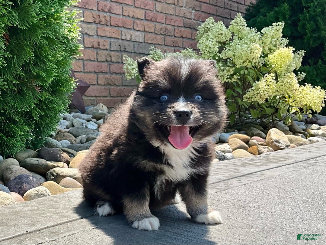 Pomsky dogs for sale: Crystal - Ad 3