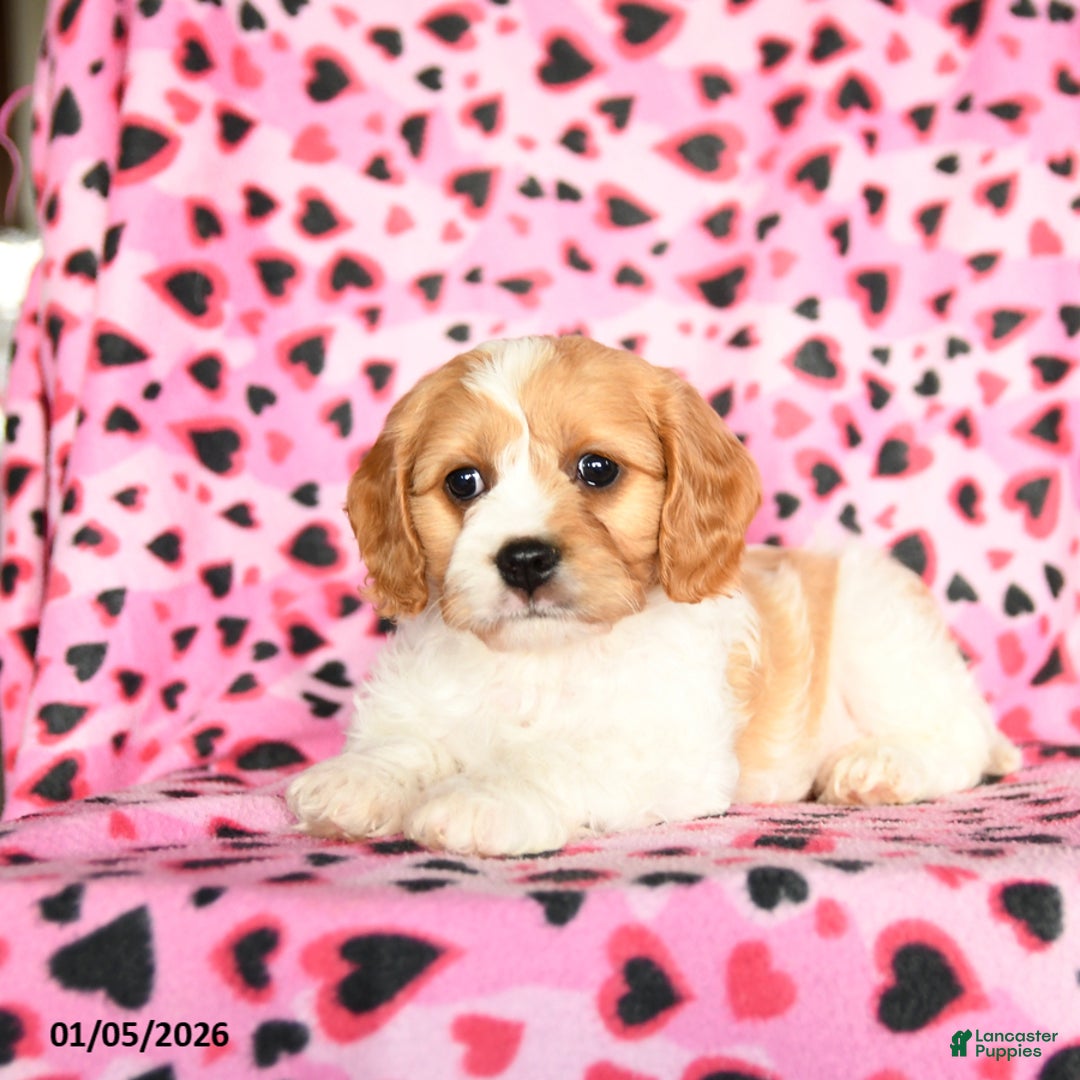 Cavachon dogs for sale: Beauty - Ad 2