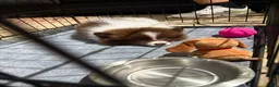 Pomeranian dogs for sale: Cocoa - Ad 1