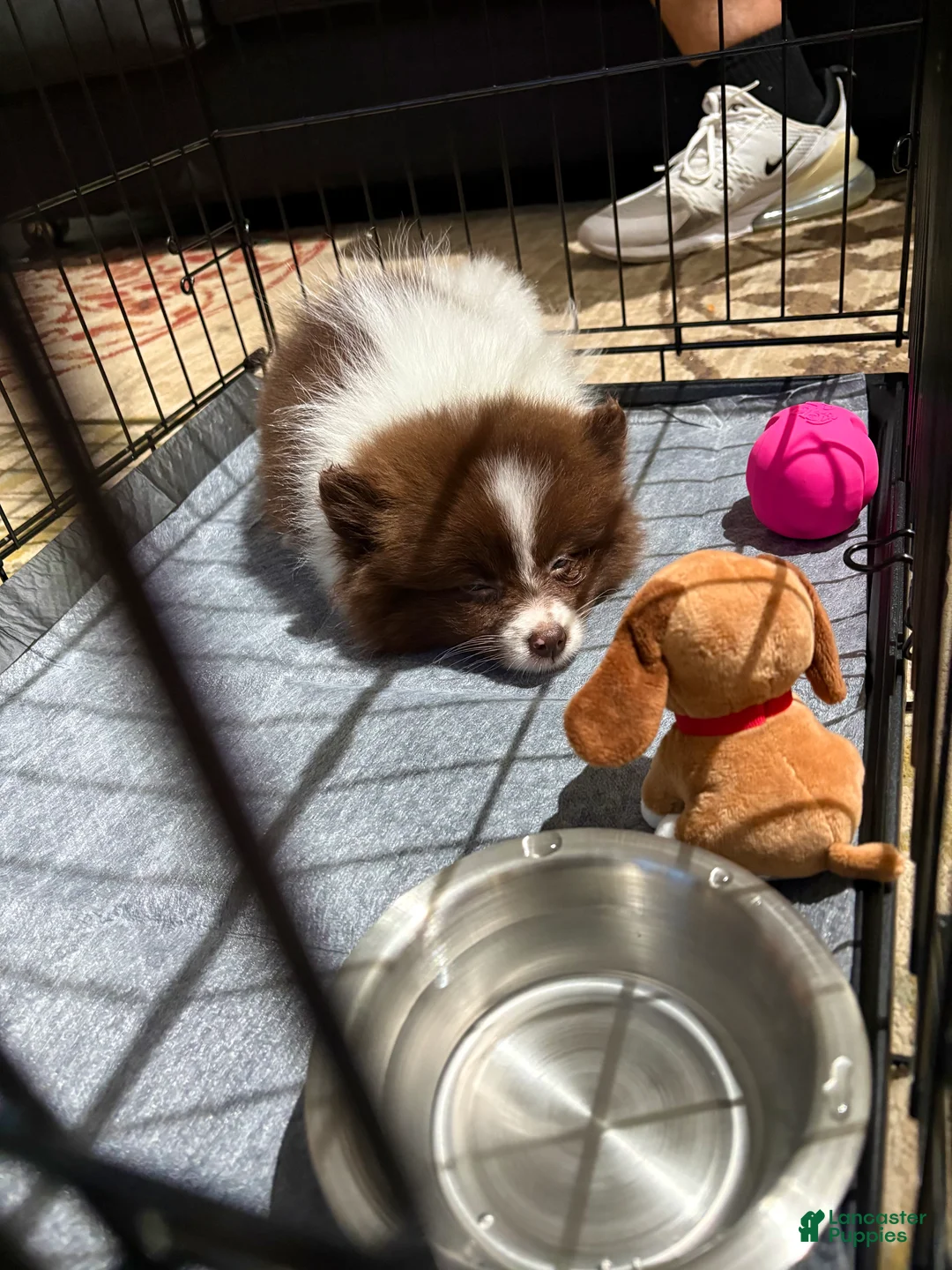 Pomeranian dogs for sale: Cocoa - Ad 1