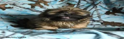 Shih Tzu dogs for sale: Ken  - Ad 1
