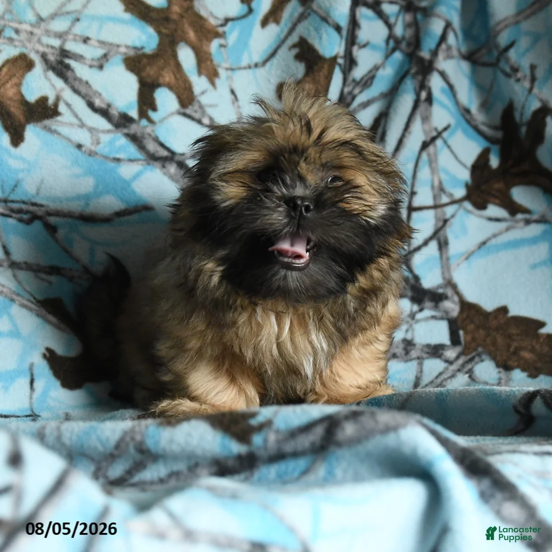 Shih Tzu dogs for sale: Ken  - Ad 1