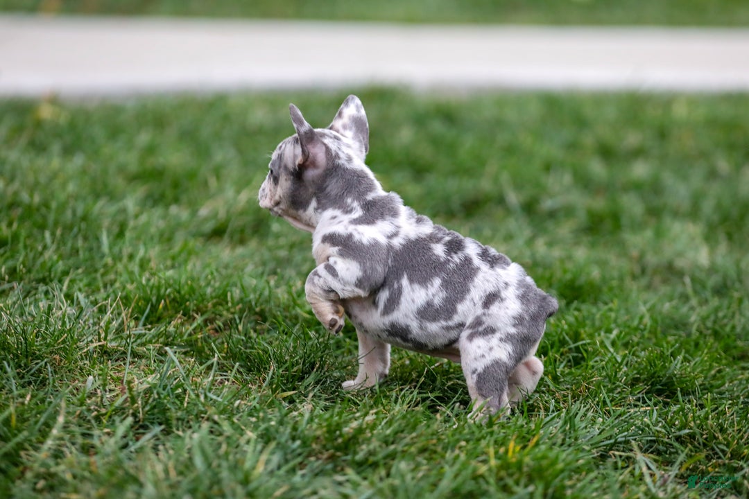 French Bulldog dogs for sale: Fifi - Ad 5