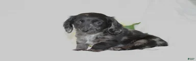 Oscar