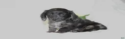 Dachshund dogs for sale: Oscar - Ad 1