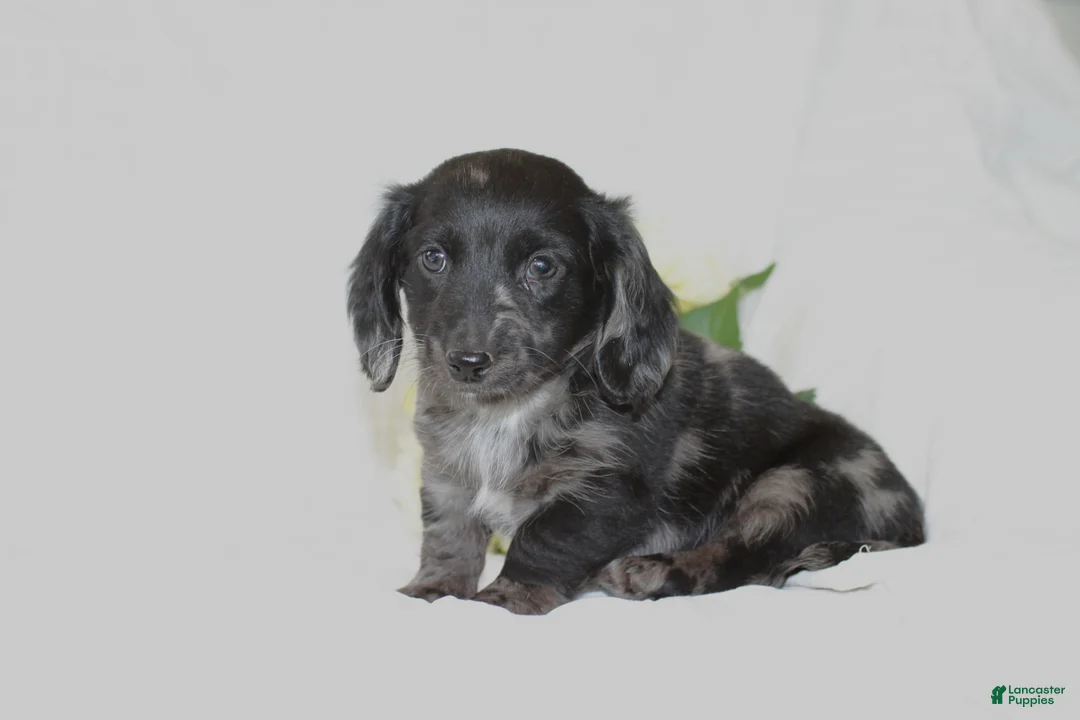 Dachshund dogs for sale: Oscar - Ad 1