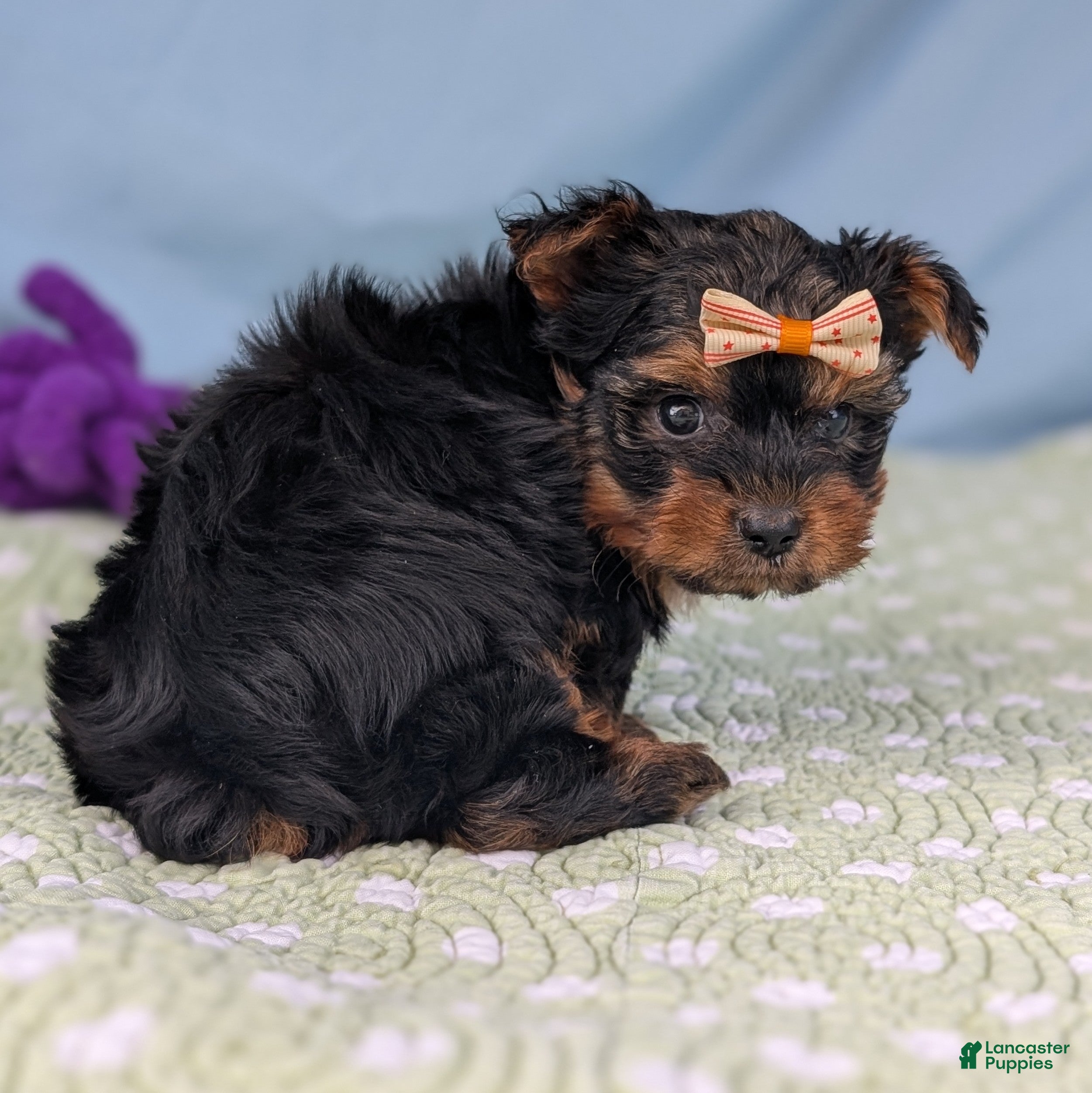 Yorkshire Terrier dogs Tid Bit - Ad 2