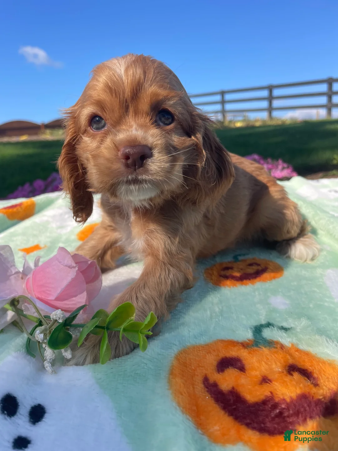 Cocker Spaniel dogs for sale: Sophie - Ad 4