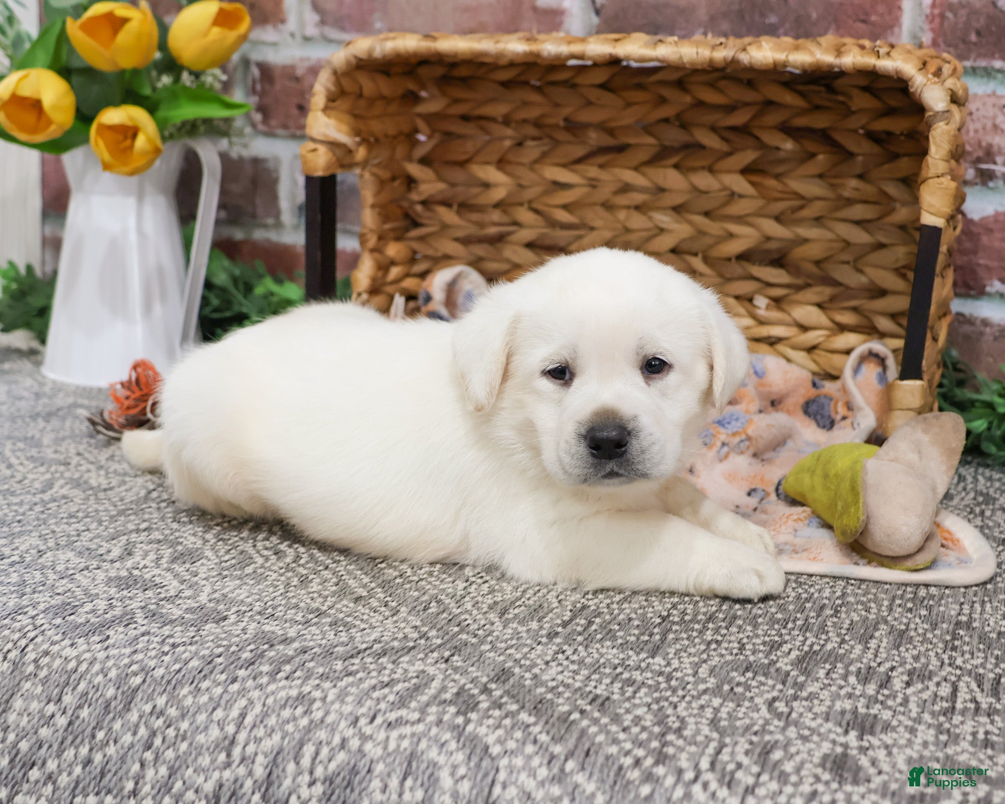 Labrador Retriever dogs Jake  - Ad 41