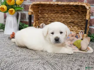 Labrador Retriever dogs Jake - Ad 41