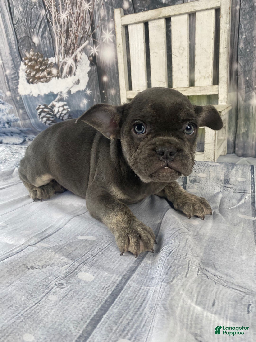 Mixed Breed dogs for sale: Billy - Ad 4