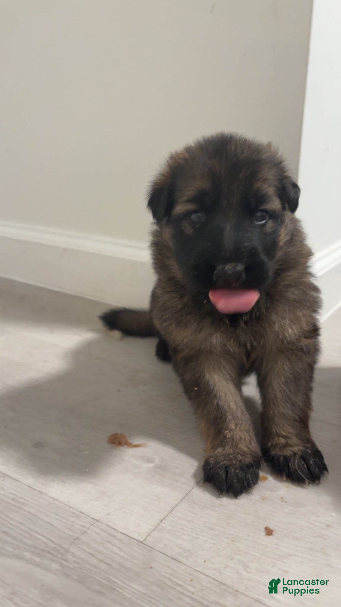German Shepherd dogs German Shepherd Puppy 2 - Ad 12