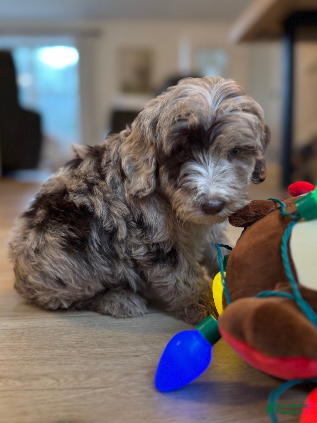 Mini Goldendoodle dogs for sale: Winston - Ad 5