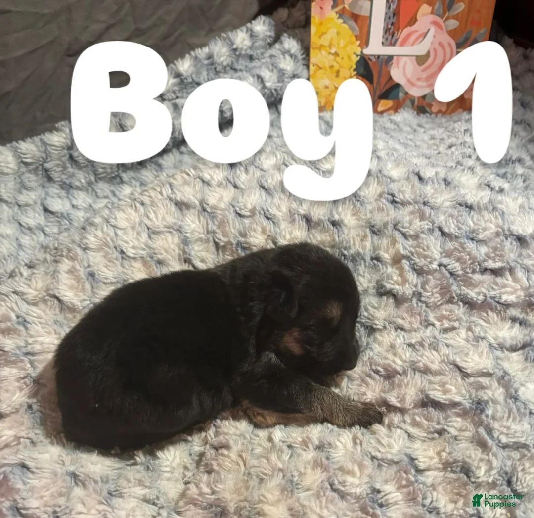 German Shepherd dogs for sale: Boy 1 - Ad 1