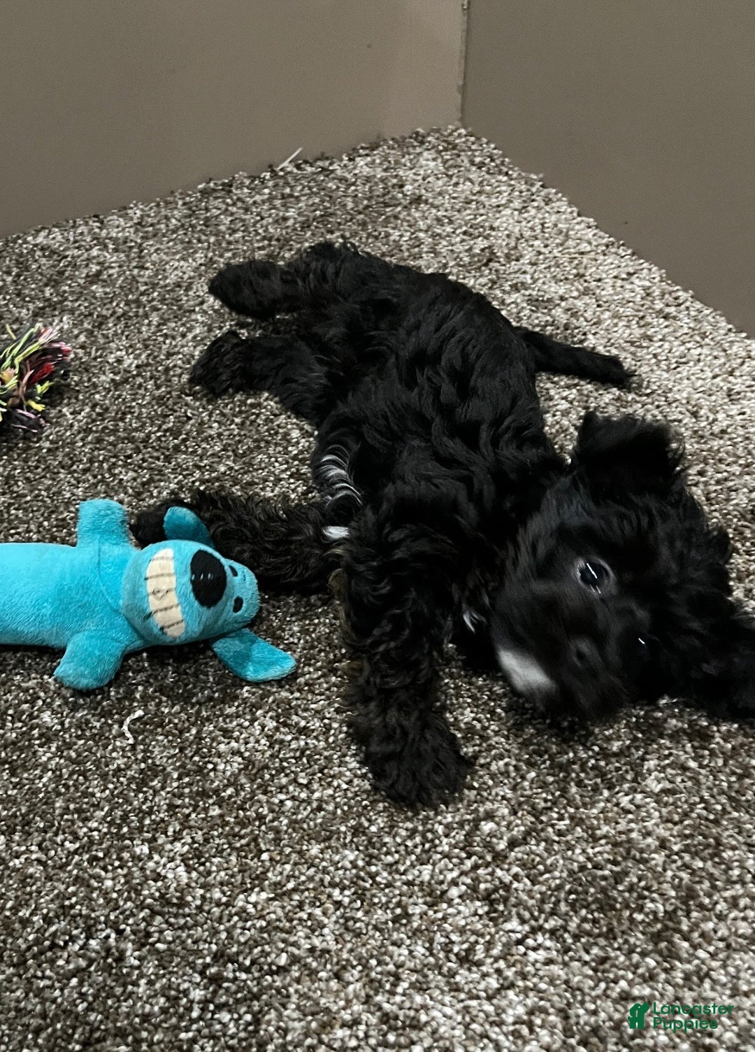 Yorkiepoo dogs for sale: Molly - Ad 7