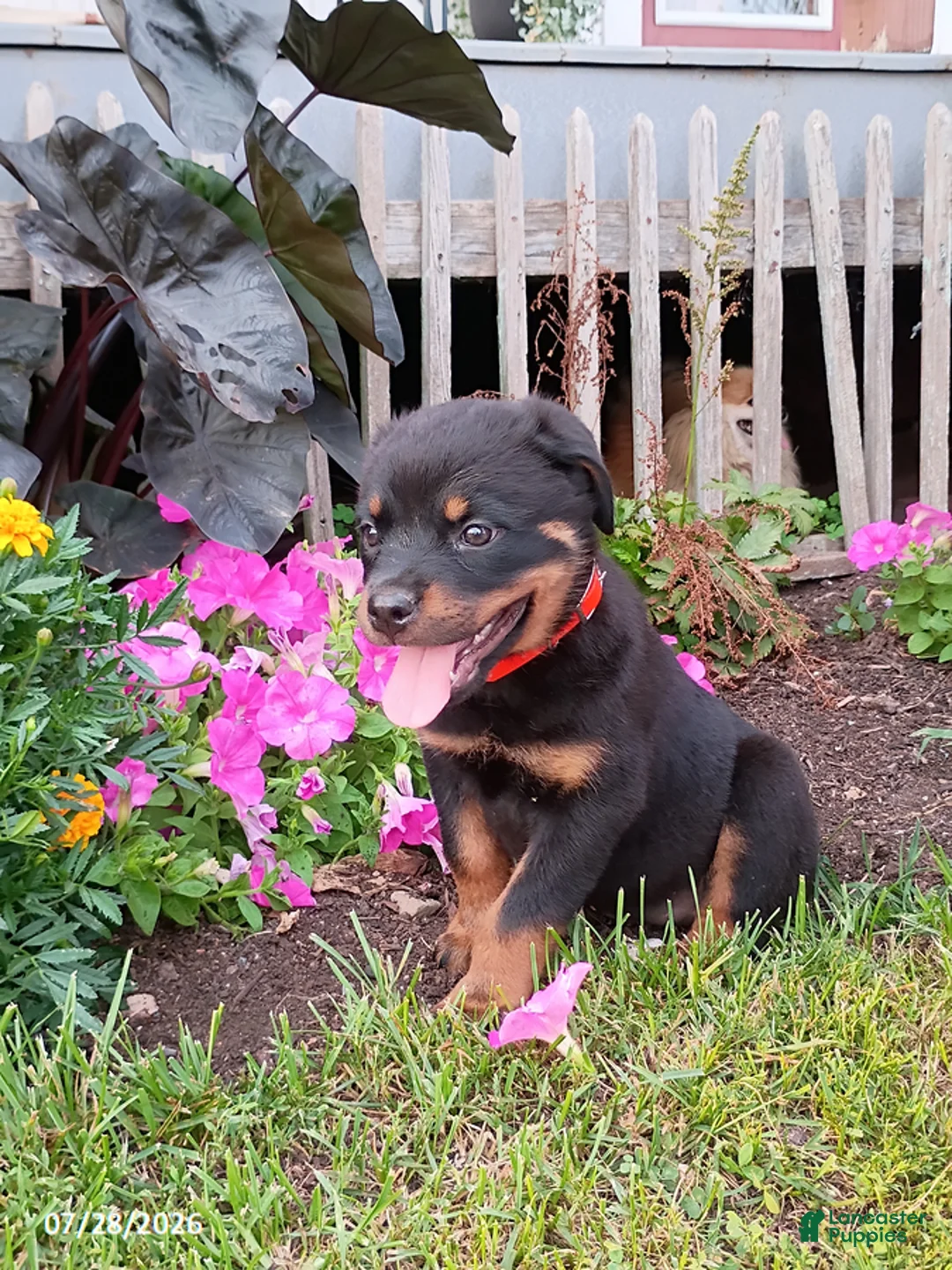 Rottweiler dogs for sale: Daffodil - Ad 2