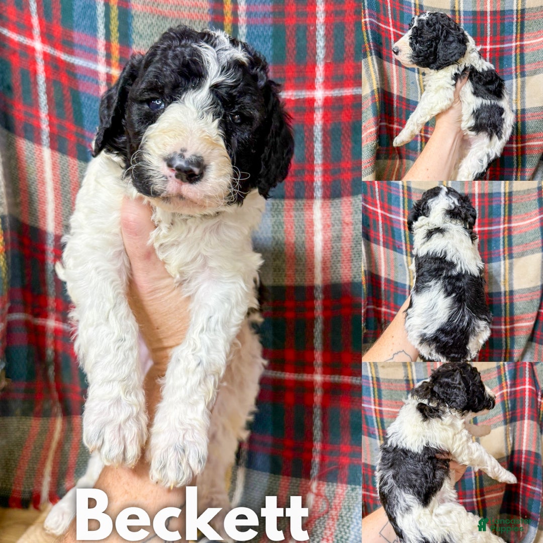 Mixed Breed dogs for sale: Beckett - Ad 1