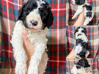 Mixed Breed dogs Beckett - Ad 7