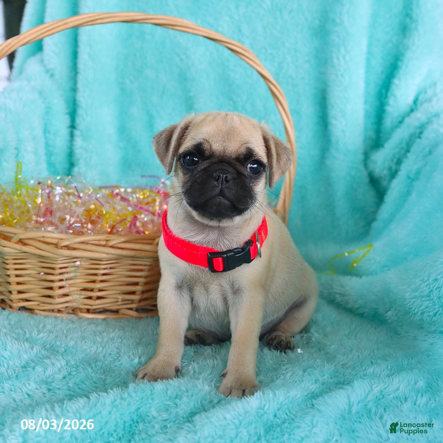 Pug dogs Birdie - Ad 1