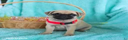 Pug dogs for sale: Birdie - Ad 1