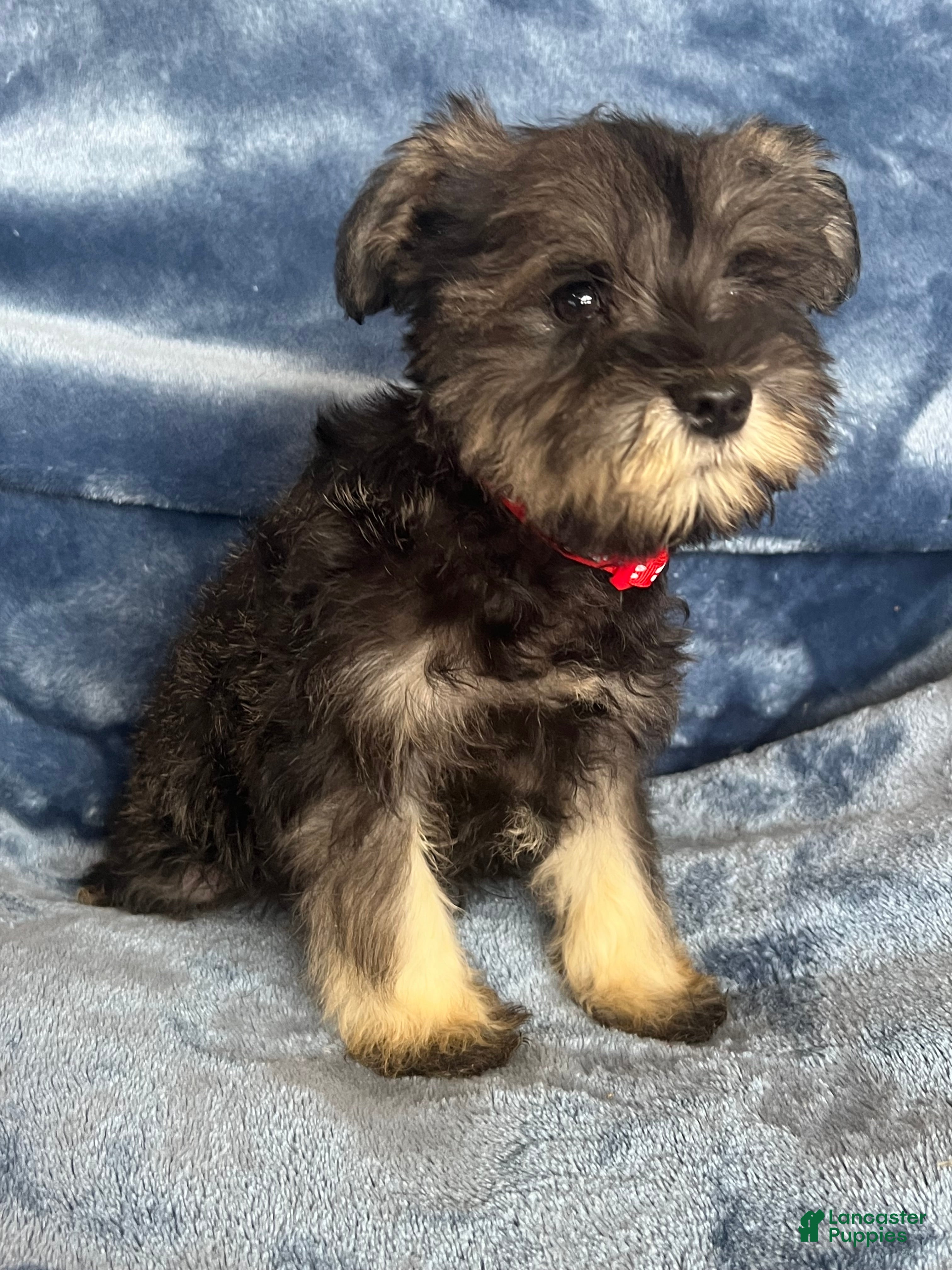Miniature Schnauzer dogs Miniature Schnauzer 4 (Jackson) - Ad 2