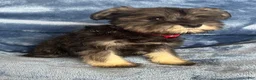 Miniature Schnauzer dogs for sale: Miniature Schnauzer 4 (Jackson) - Ad 2