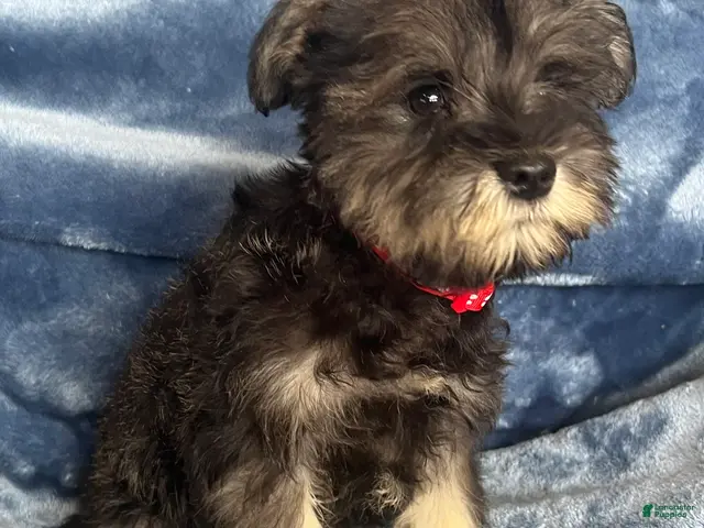 Miniature Schnauzer dogs Miniature Schnauzer 4 (Jackson) - Ad 2