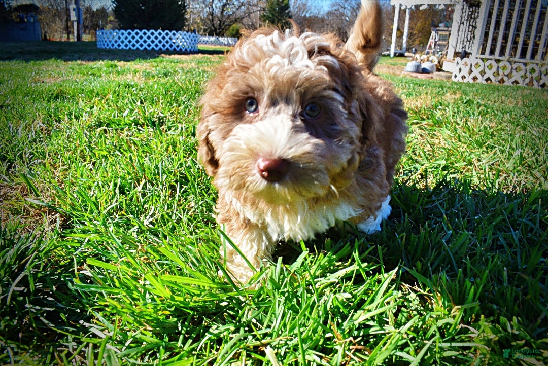 Havapoo dogs for sale: Romeo - Ad 5